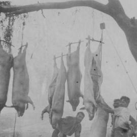 Slaughtered pigs, Keam farm - Welcome Bay