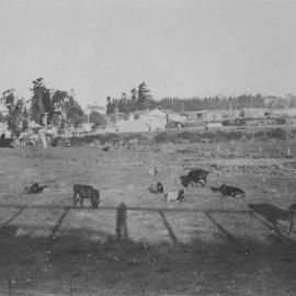 Katikati township 1930s