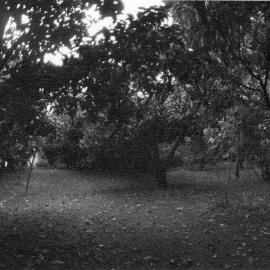 Orchard at Brain Watkins house