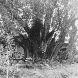 Tapu Tītoki tree at Ōtūmoetai c. 1969 