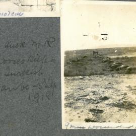 Dead Auckland M.R. Horses 