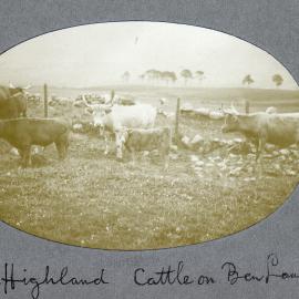 Highland Cattle on Ben Lawers