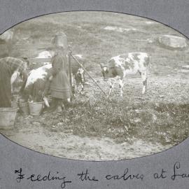 Feeding the calves at Lawers