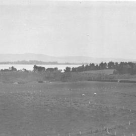 Papahenga swamp, Matua