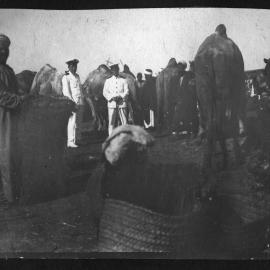 Naval officers at a camel market