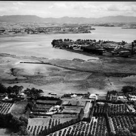 Papahenga Salt marsh 1954