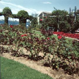 Rose gardens, Tauranga