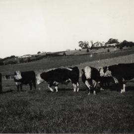 Cattle on Matheson farm 1940