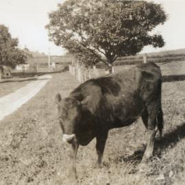 Driveway of Matheson farm "Fairview" with heifer c. 1939