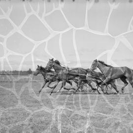 Trotting in Greerton, 1959
