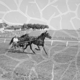 Trotting in Greerton, 1959
