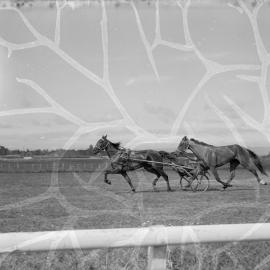 Trotting in Greerton, 1959