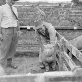 Te Puke lamb show, 1959