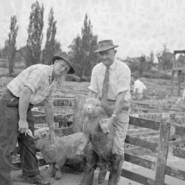 Te Puke lamb show, 1959