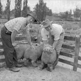 Te Puke lamb show, 1959