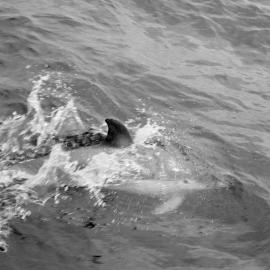 Around Mayor Island: fish