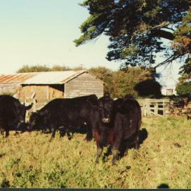 Tilby farm c. 1981