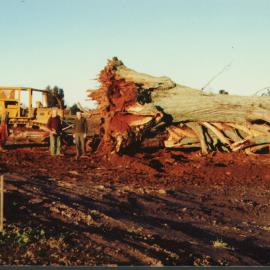 Charles and Ray Tilby by fallen Cedar c. 1981