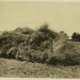 Haymaking 1930s
