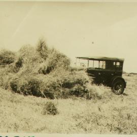 Haymaking on the Tilby farm, Ōtūmoetai, Tauranga c. 1930s