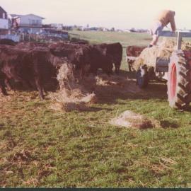 Tilby farm Ōtūmoetai, Tauranga c. 1981