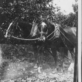 Tilby orchard in the 1930s
