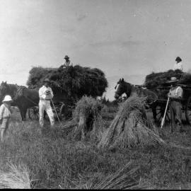 Harvesting oats (Matua, Ōtūmoetai) 1918