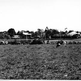 Levers farm (Ōtūmoetai, Tauranga) c. 1930