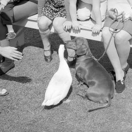 Pets on parade: duck & dog