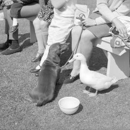 Pets on parade: duck & dog