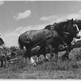 Mowing Hay c. 1950s