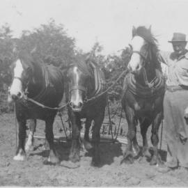 Ray Tilby And Horses c. 1950s
