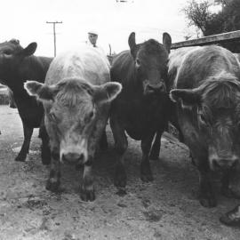 Cattle Sale 1979