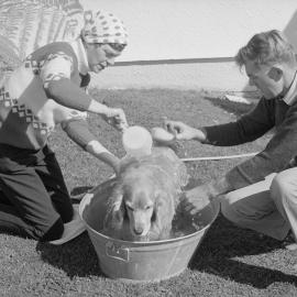 Bath time for a dog