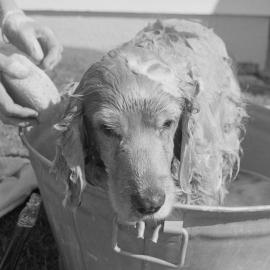 Bath time for a dog