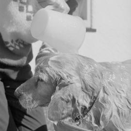 Bath time for a dog