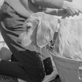 Bath time for a dog