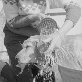 Bath time for a dog