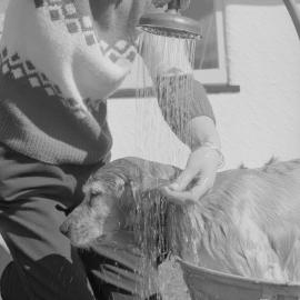 Bath time for a dog