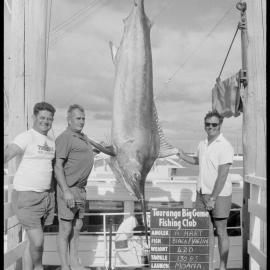 Black marlin of A Hart