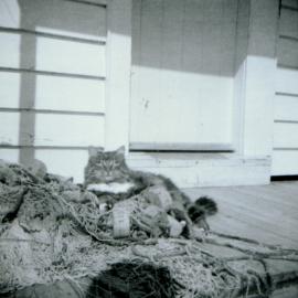 Nicky the cat, comfortable on a pile of fishing nets