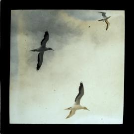 Seagulls flying