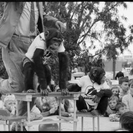 Keeping 'em happy : Mount Maunganui Marineland chimp in action