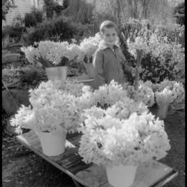 Visit by garden lovers: daffodils