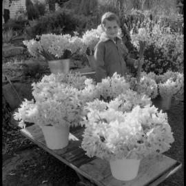 Visit by garden lovers: daffodils