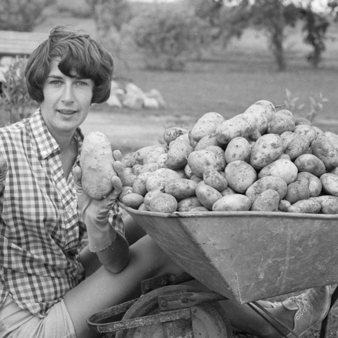 Number 80 - Logan Publishing Tauranga and Bay of Plenty Photo News Collection