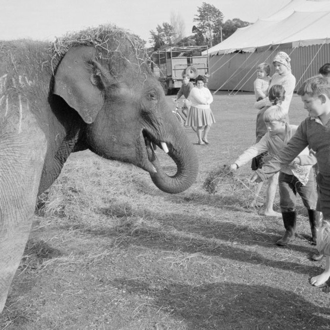 Number 85 - Logan Publishing Tauranga and Bay of Plenty Photo News Collection