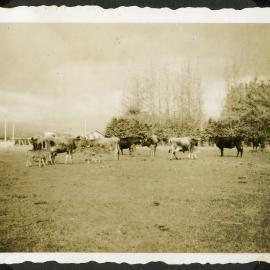 Dairy herd, Hume farm, Katikati, WWII
