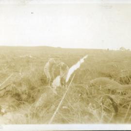 Work on Hume farm, Katikati, WWII
