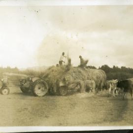 Feeding out from the tractor on Claude Hume's farm, Katikati, WWII